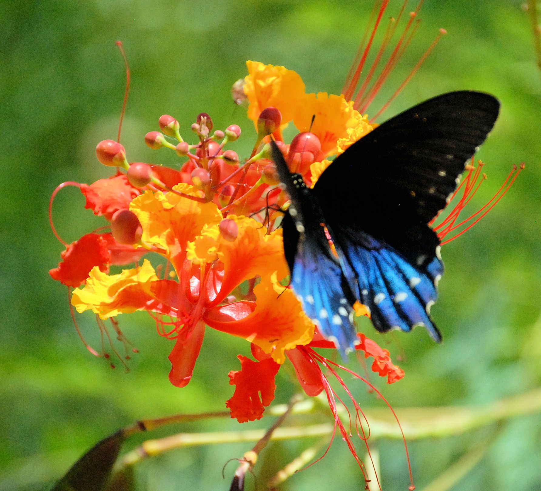 Butterfly Hugs