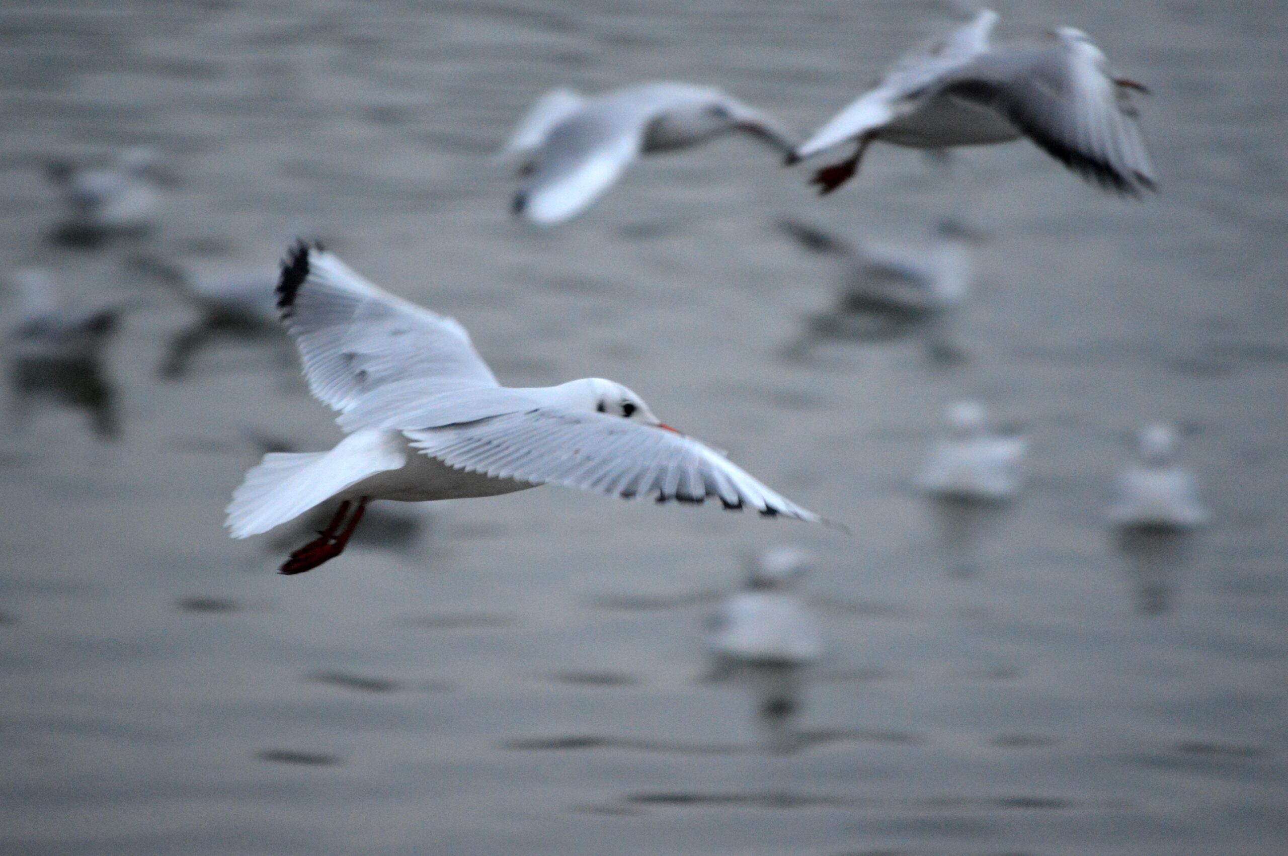 Relaxation Activity:  Fly Like A Bird